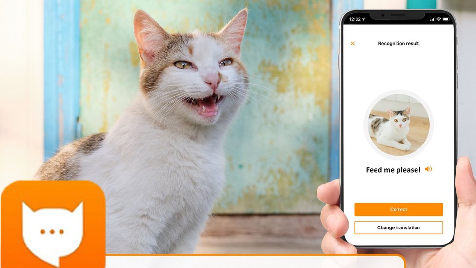 Kedi Miyavlamasını Tercüme Eden Telefon Uygulaması Yapıldı