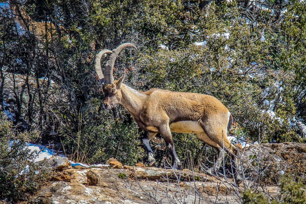Tunceli'de Vurulan Dağ Keçisi