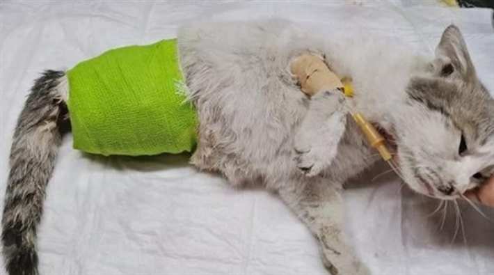 Büyü Yapmak İçin Patileri Kesilen Kedi Kurtarılamadı