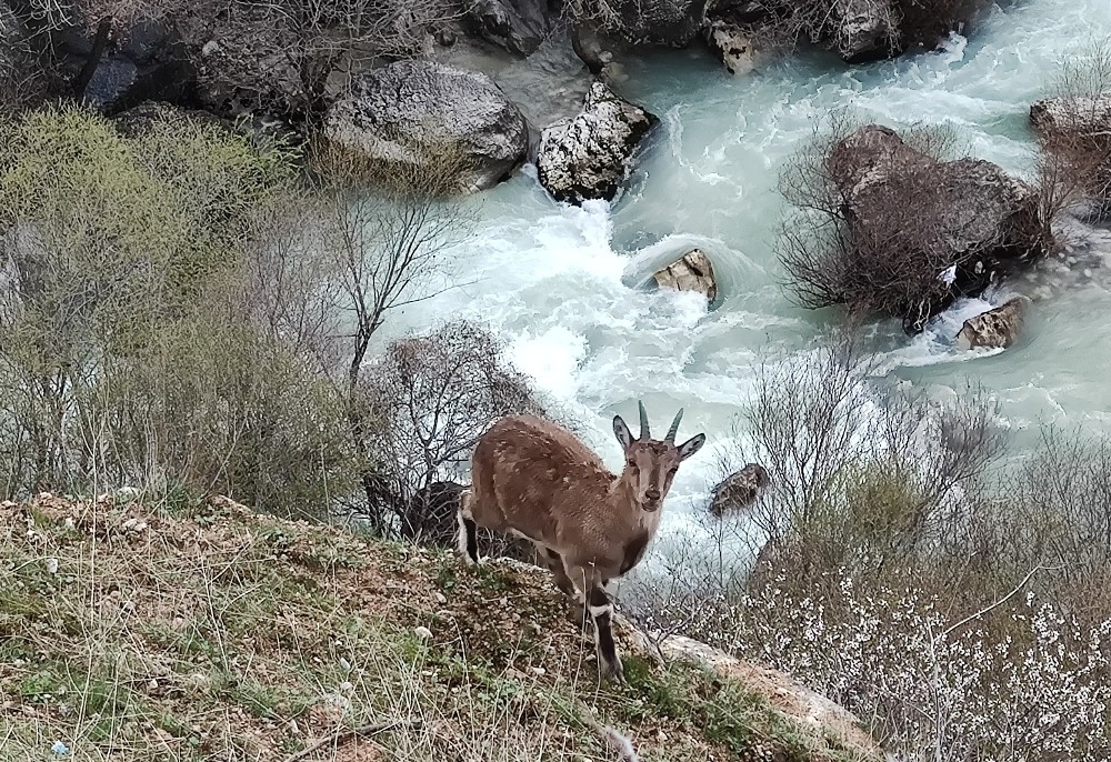 Tunceli Av Yasağı Kararı Geldi